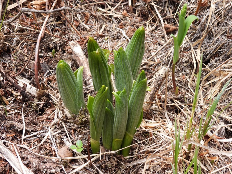 Veratrum viride var. eschscholtzianum photo 5
