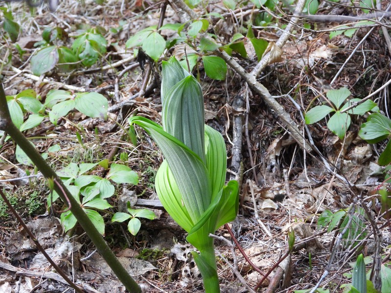 Veratrum viride var. eschscholtzianum photo 6