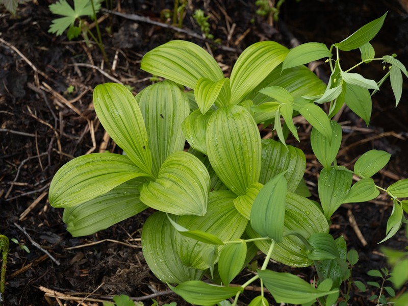 Veratrum viride var. eschscholtzianum photo 7