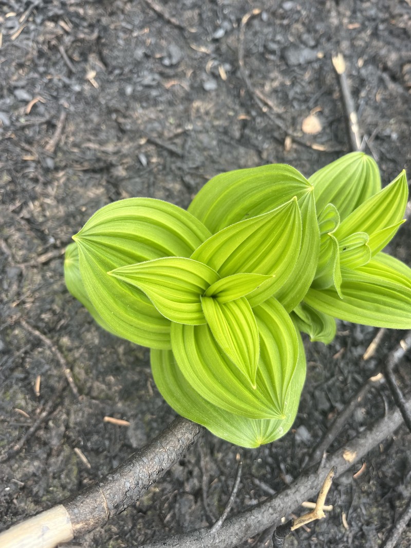Veratrum viride var. eschscholtzianum photo 8