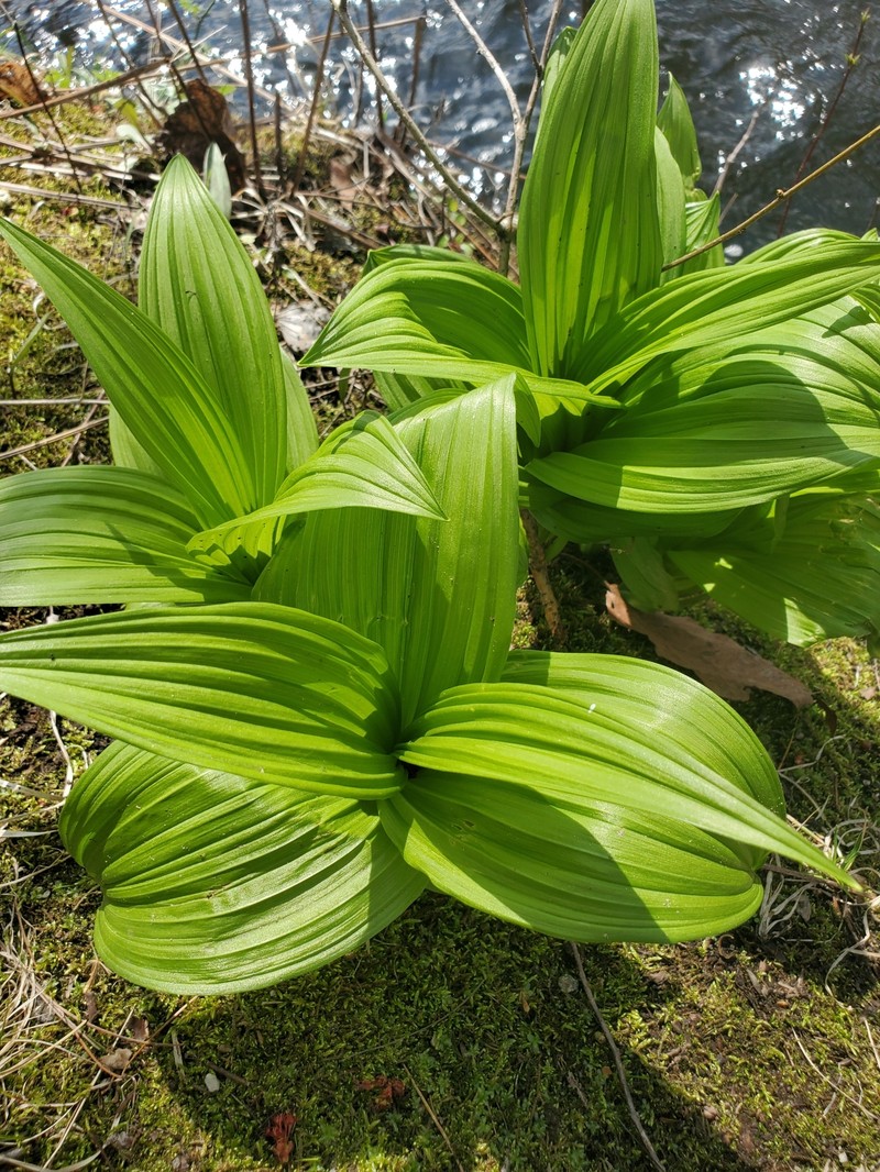 Veratrum viride var. viride