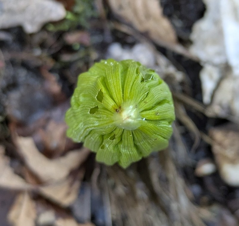 Veratrum viride var. viride photo 2