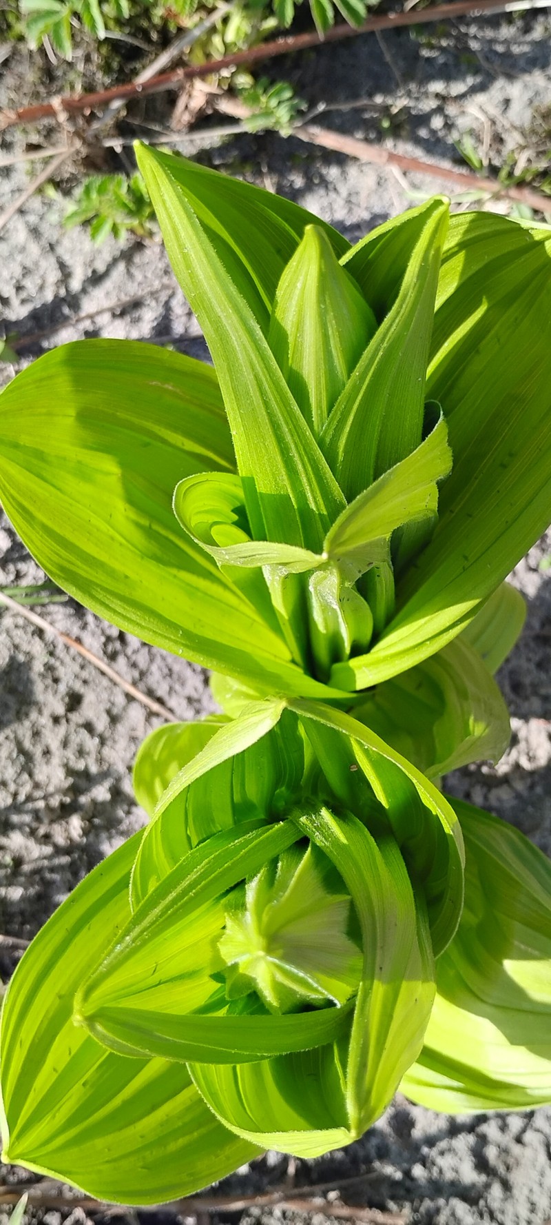 Veratrum viride var. viride photo 3