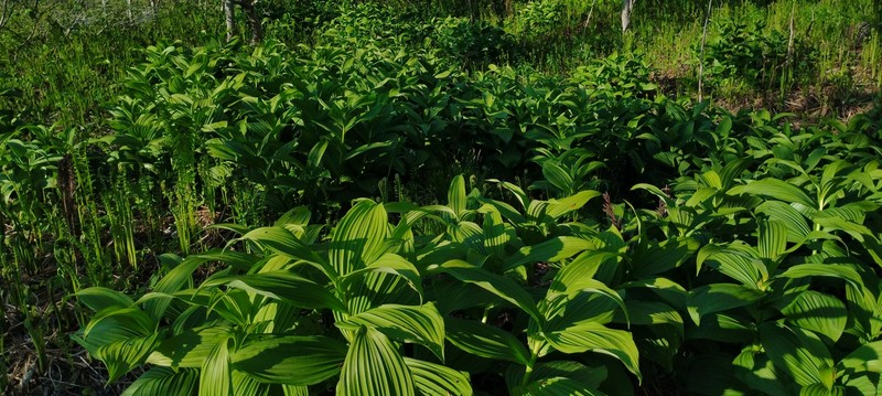 Veratrum viride var. viride photo 4