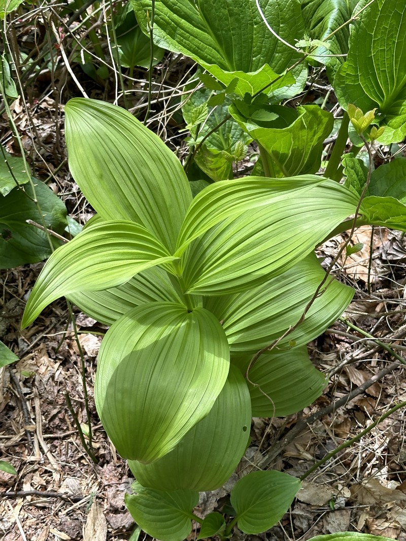 Veratrum viride var. viride photo 5