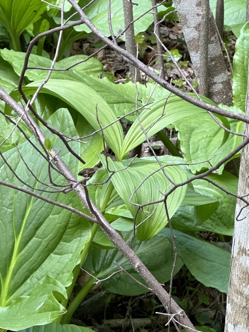 Veratrum viride var. viride photo 6
