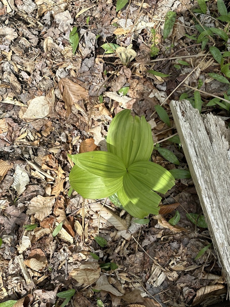 Veratrum viride var. viride photo 7