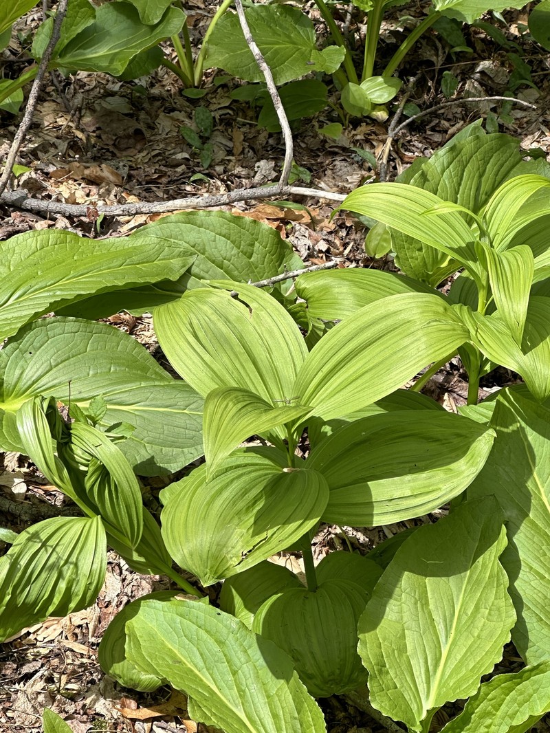 Veratrum viride var. viride photo 8