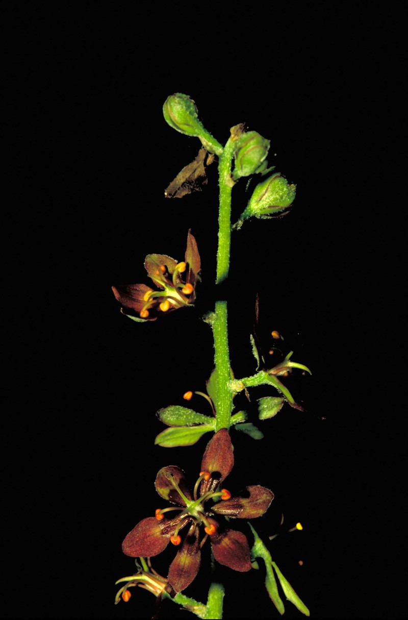 Wood's Bunchflower photo 2