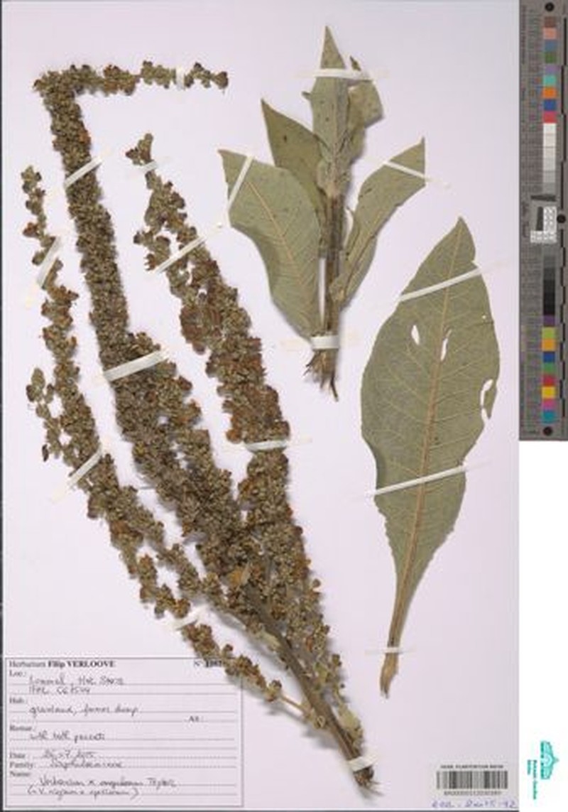 Verbascum × angulosum