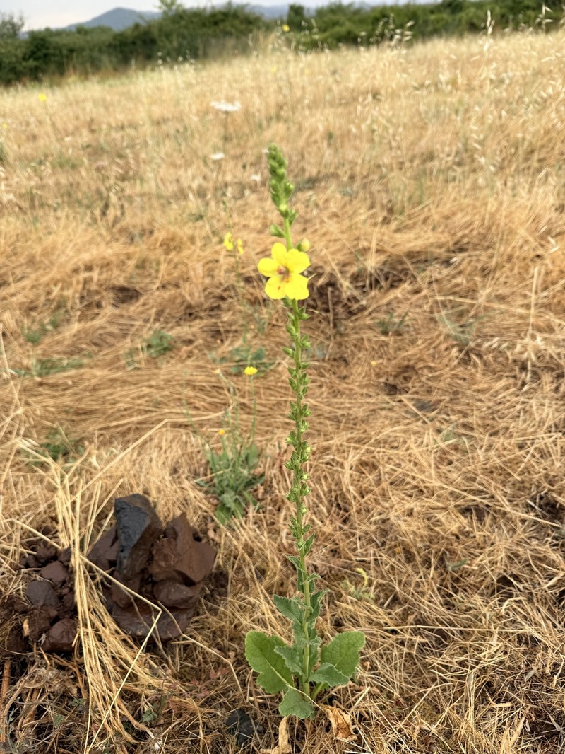Verbascum × flagriforme