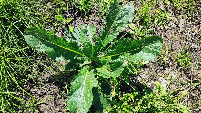 Verbascum × flagriforme photo 2