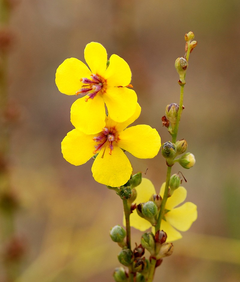 Mullein