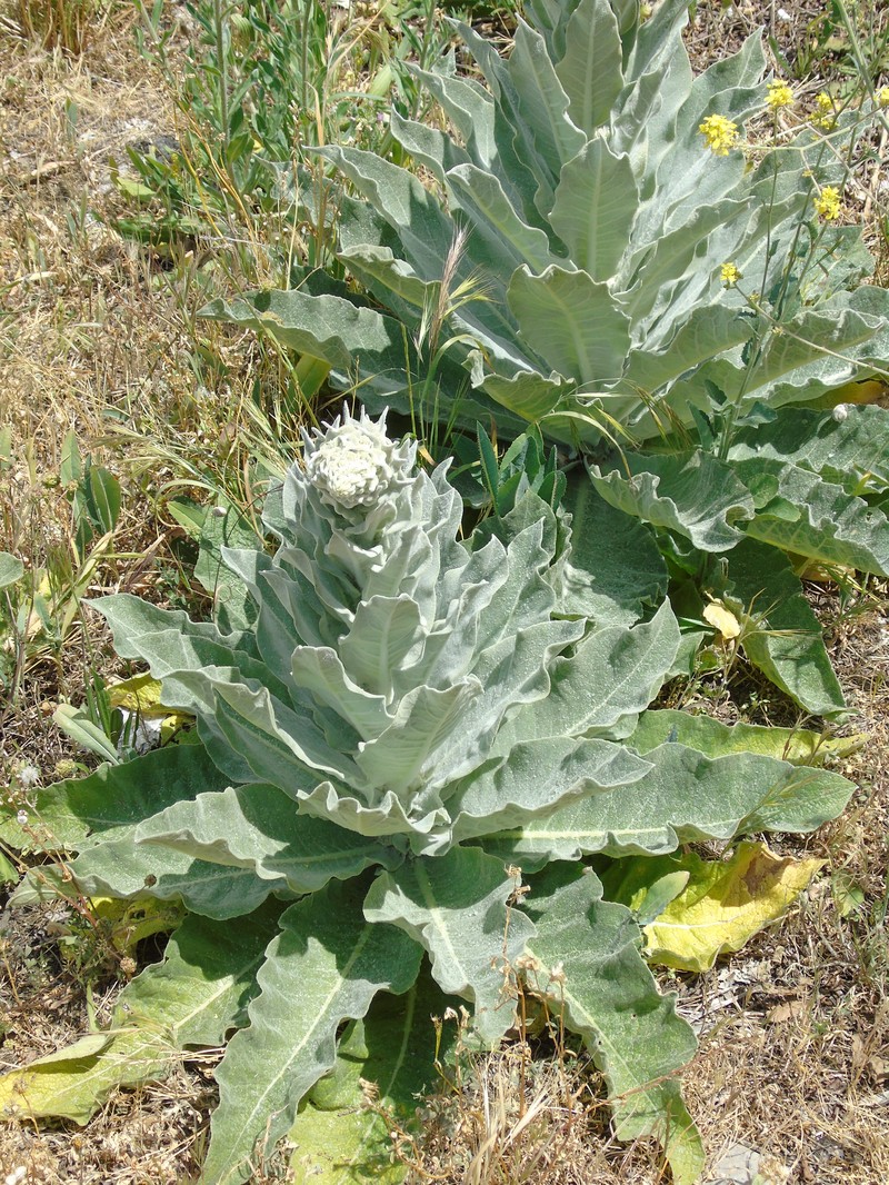 Mullein photo 2