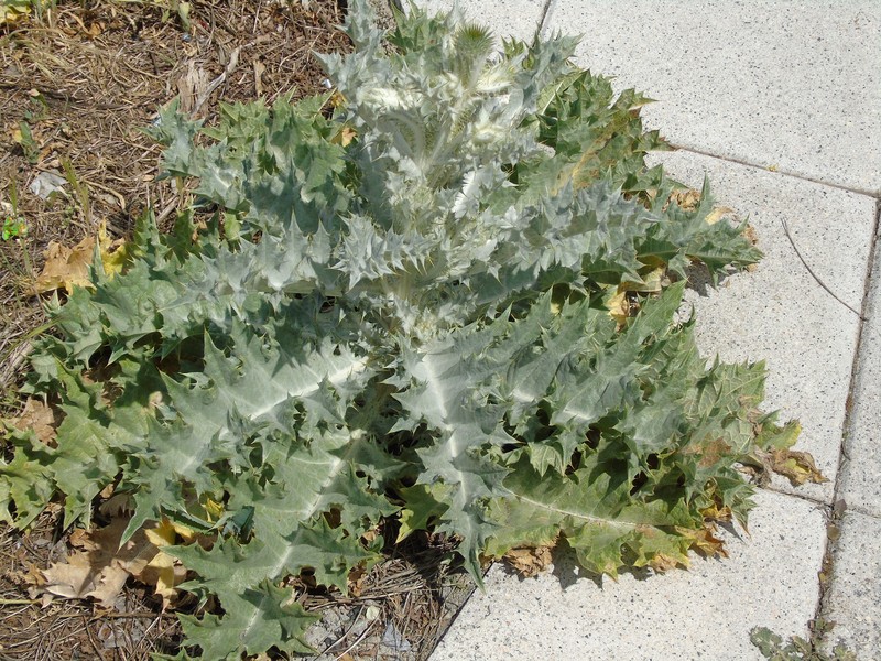 Mullein photo 3