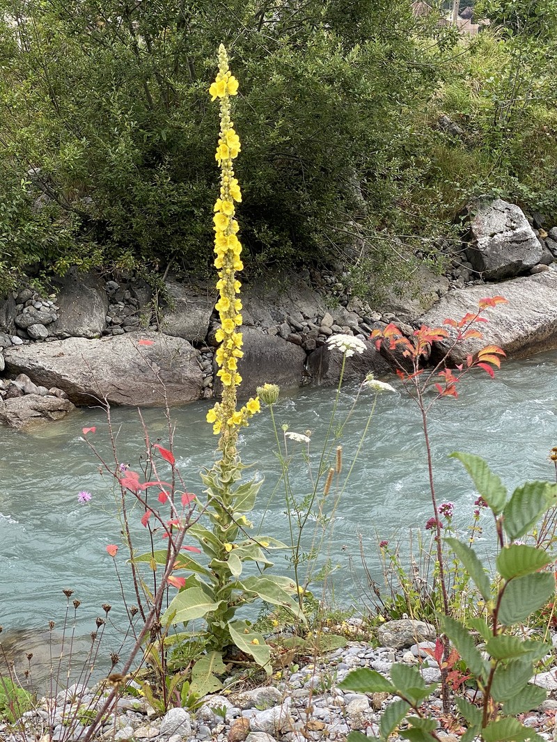 Mullein photo 4