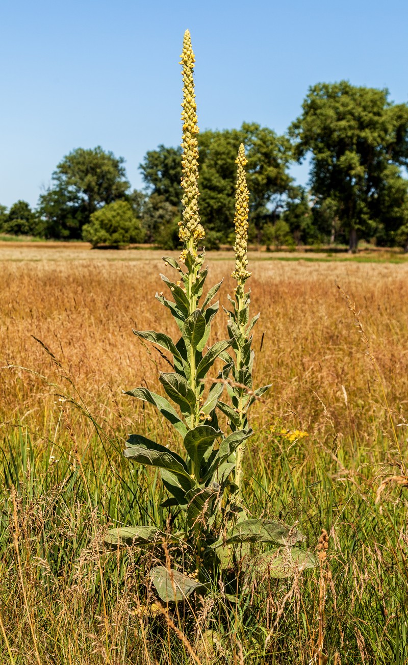 Mullein photo 5