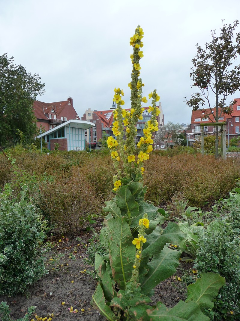 Mullein photo 6