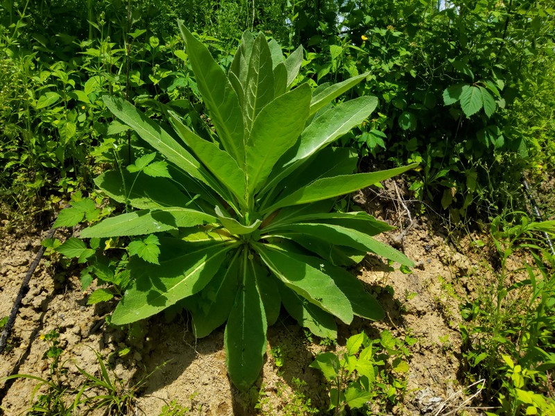 Mullein photo 7