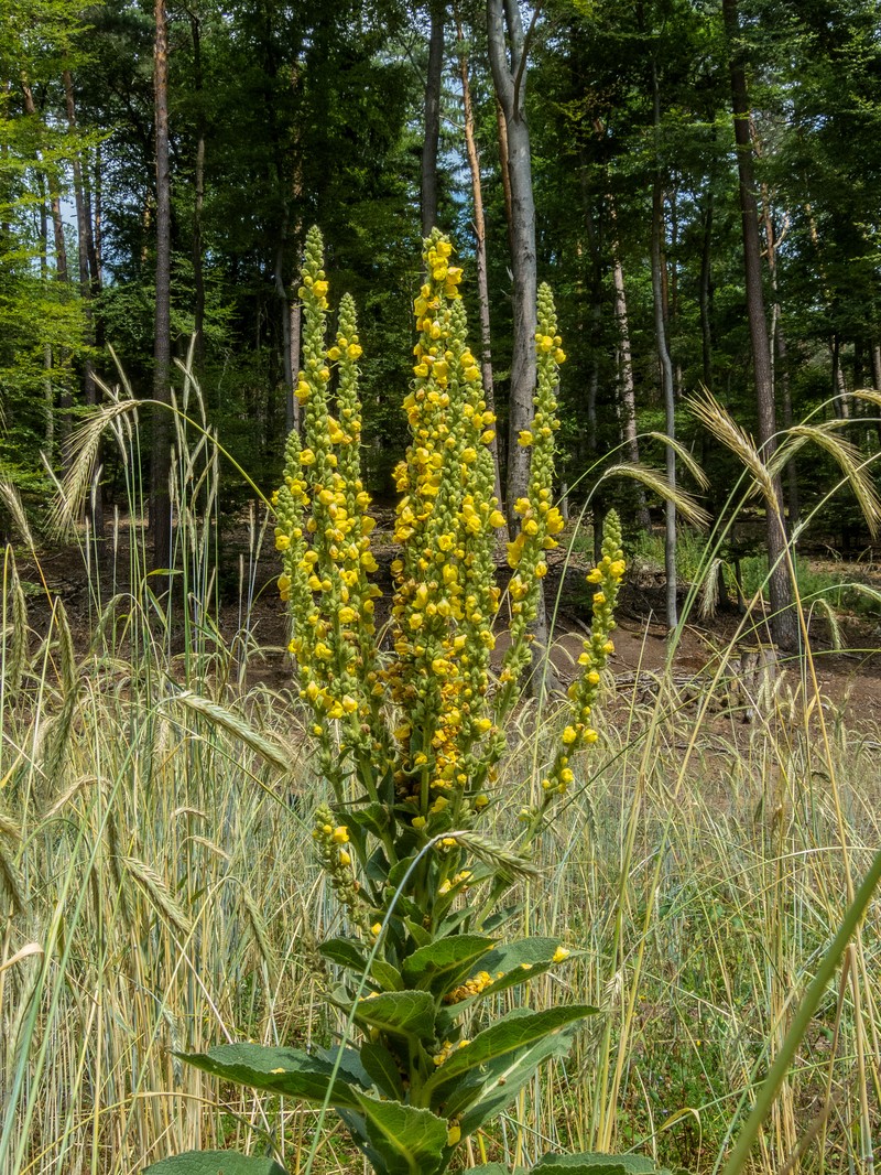Mullein photo 8