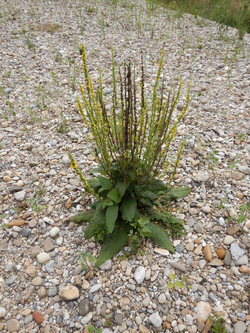Verbascum × subnigrum