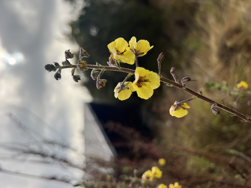 Moth Mullein photo 4