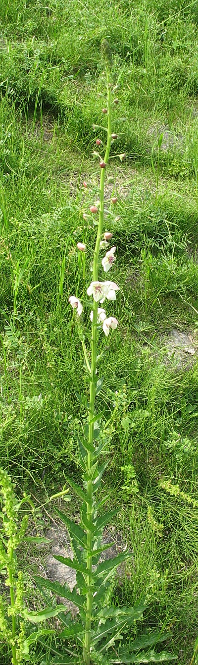 Moth Mullein photo 6
