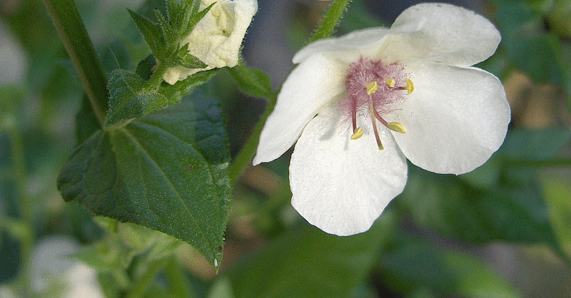 Moth Mullein photo 7