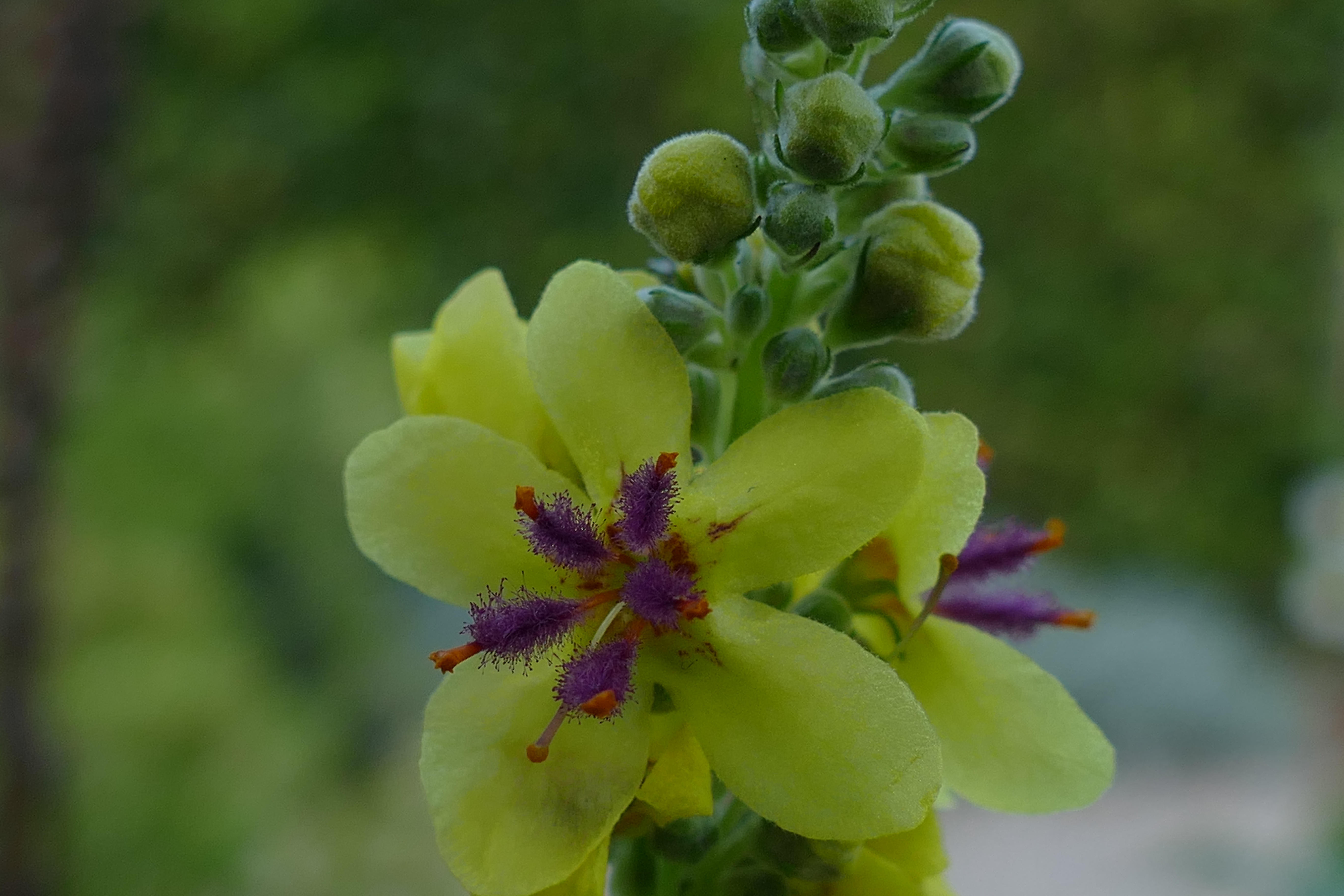 Moth Mullein photo 8