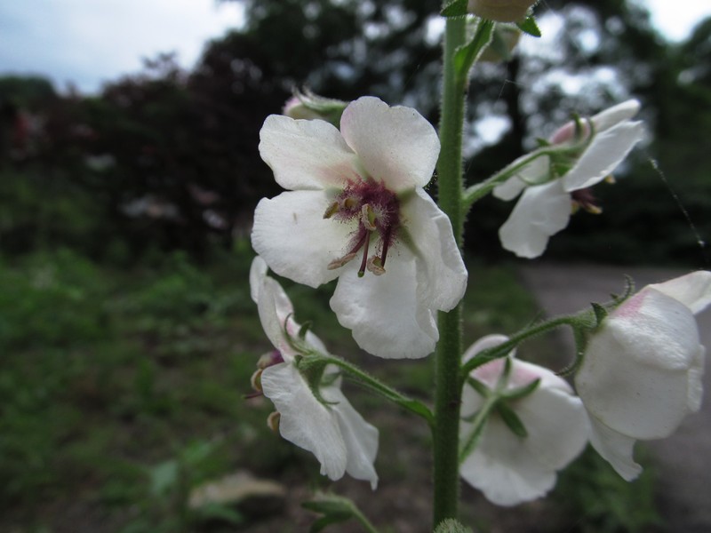 Moth Mullein photo 2