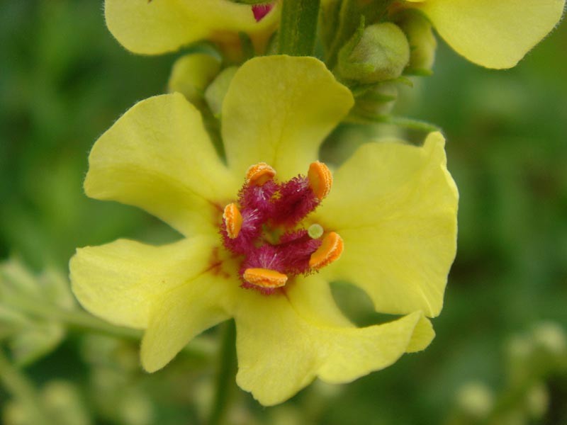 Nettle-Leaf Mullein photo 4