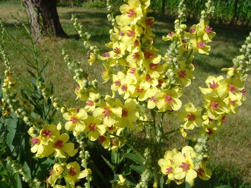 Nettle-Leaf Mullein photo 5