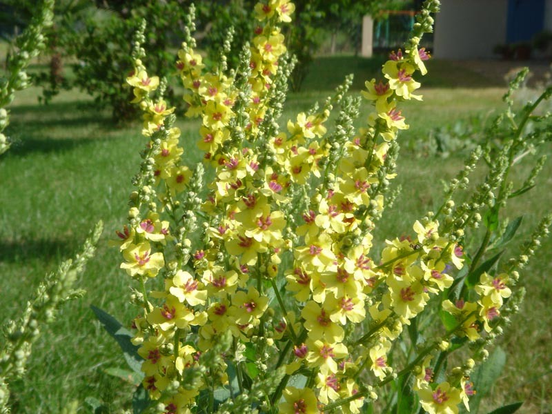 Nettle-Leaf Mullein photo 6