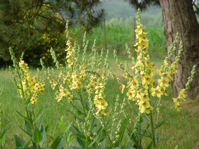 Nettle-Leaf Mullein