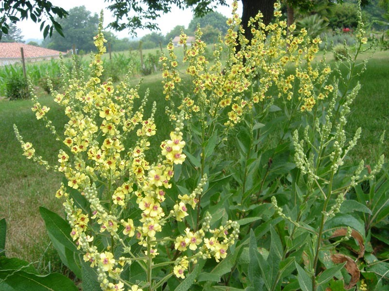 Nettle-Leaf Mullein photo 2