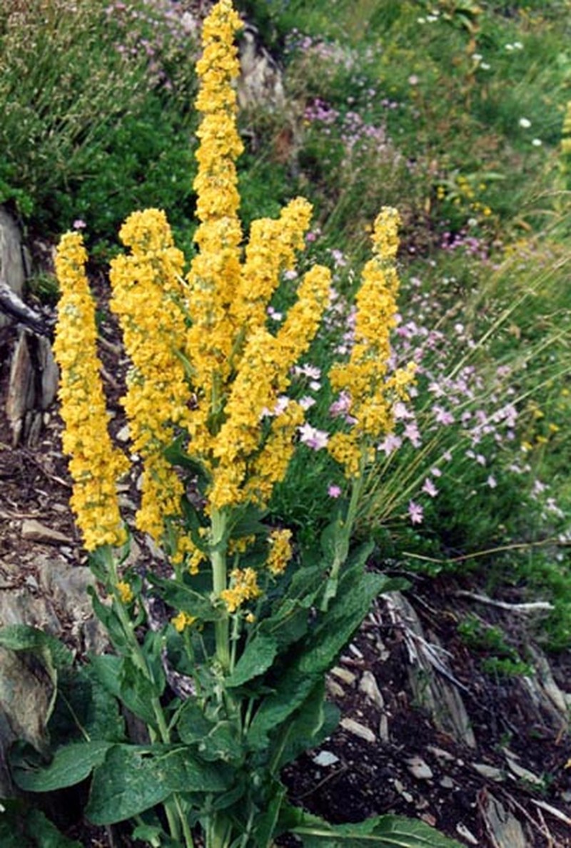 Nettle-Leaf Mullein photo 3
