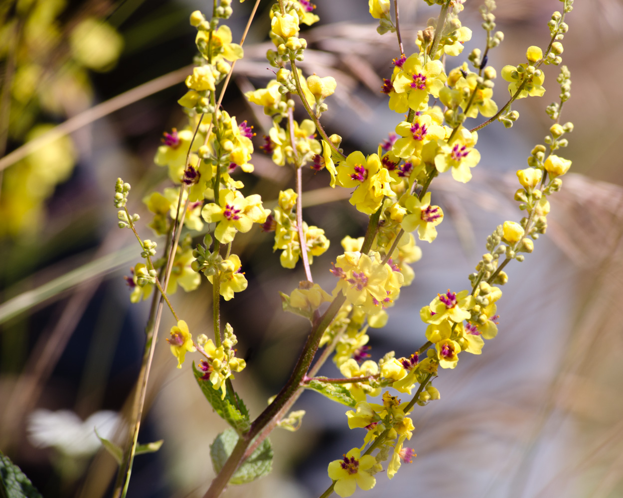 Nettle-Leaf Mullein photo 7