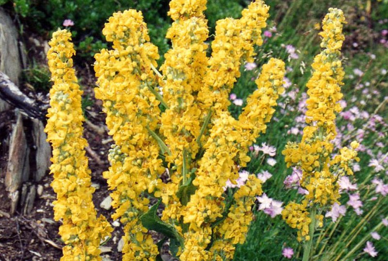 Nettle-Leaf Mullein photo 8