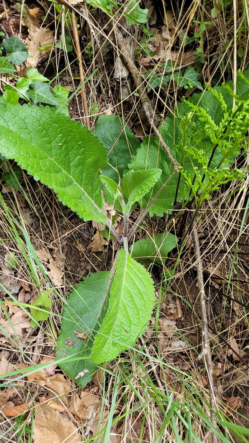 Verbascum chaixii subsp. chaixii