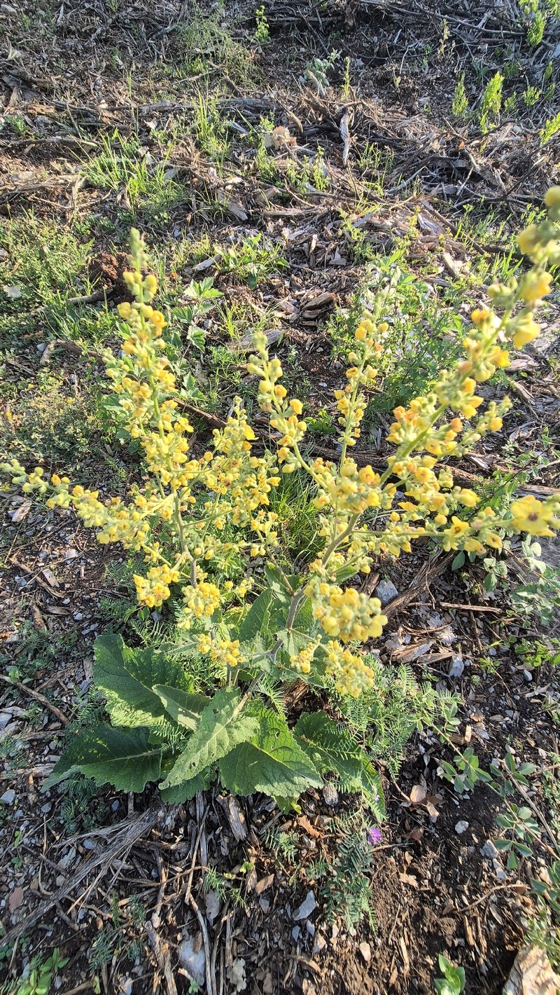 Verbascum chaixii subsp. chaixii photo 2