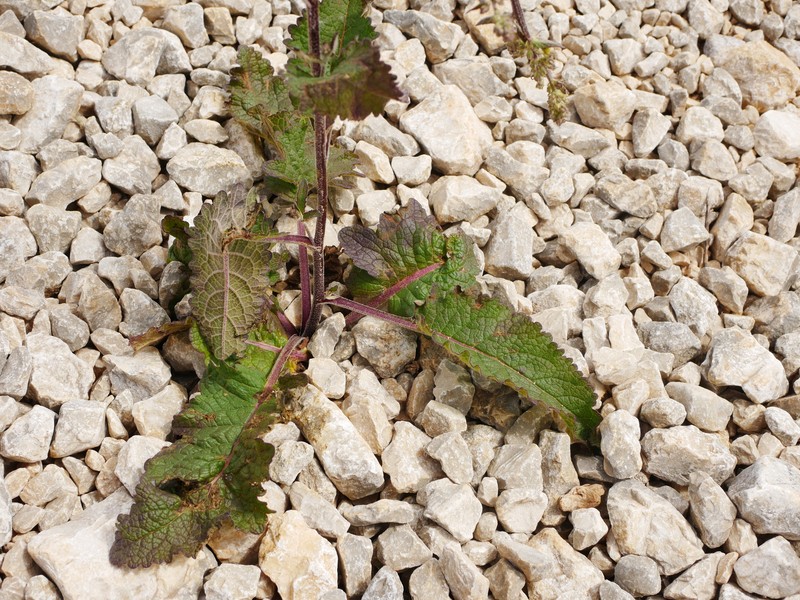 Verbascum chaixii subsp. chaixii photo 4