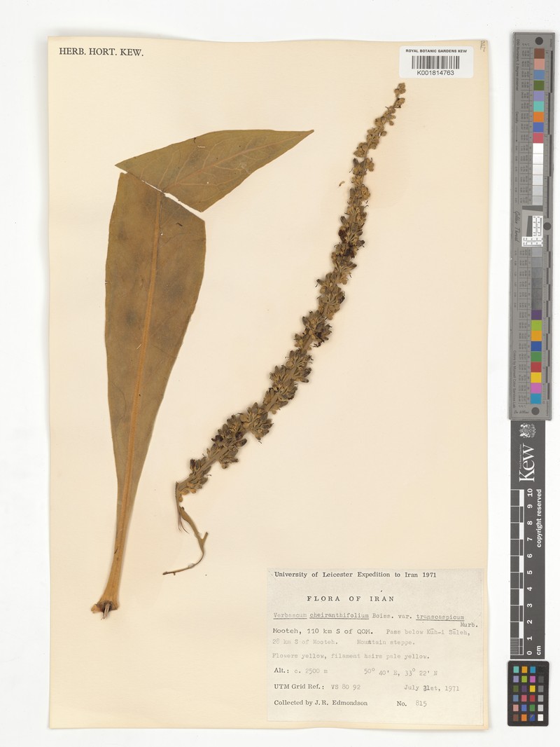 Verbascum cheiranthifolium var. transcasoicum