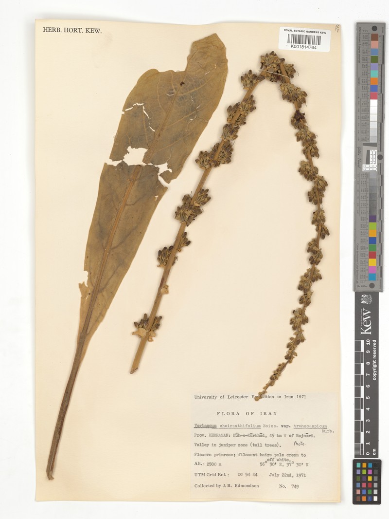 Verbascum cheiranthifolium var. transcasoicum photo 2
