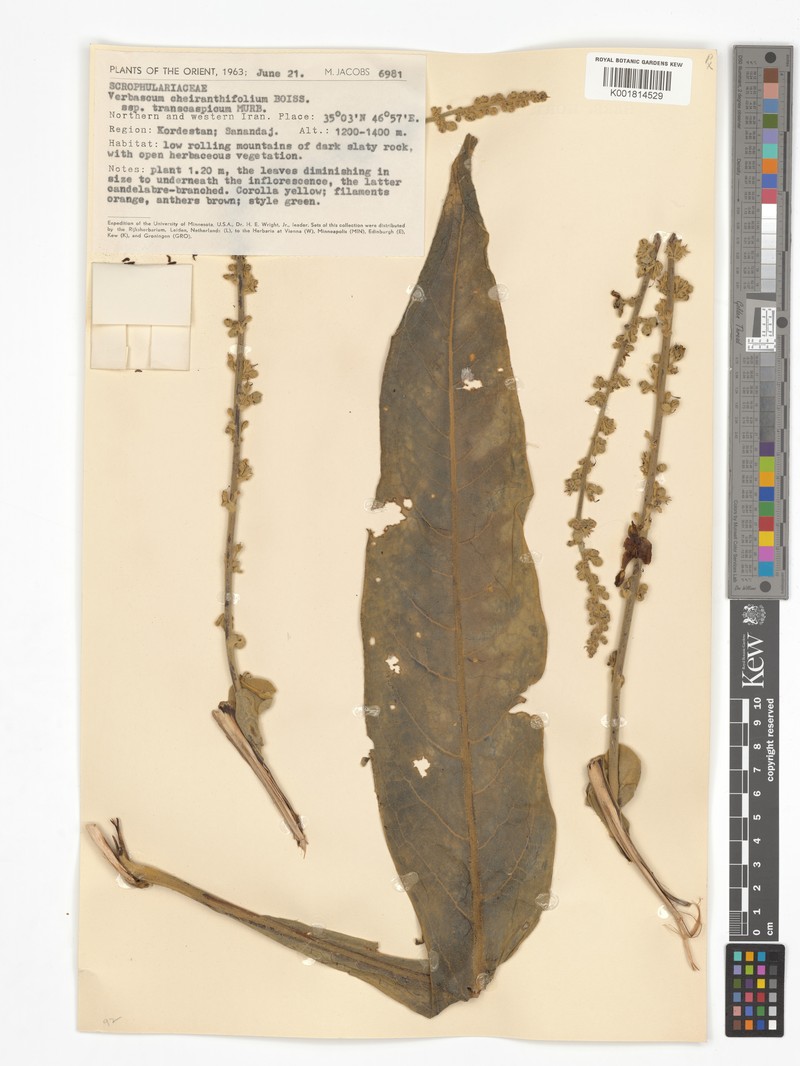 Verbascum cheiranthifolium var. transcasoicum photo 3