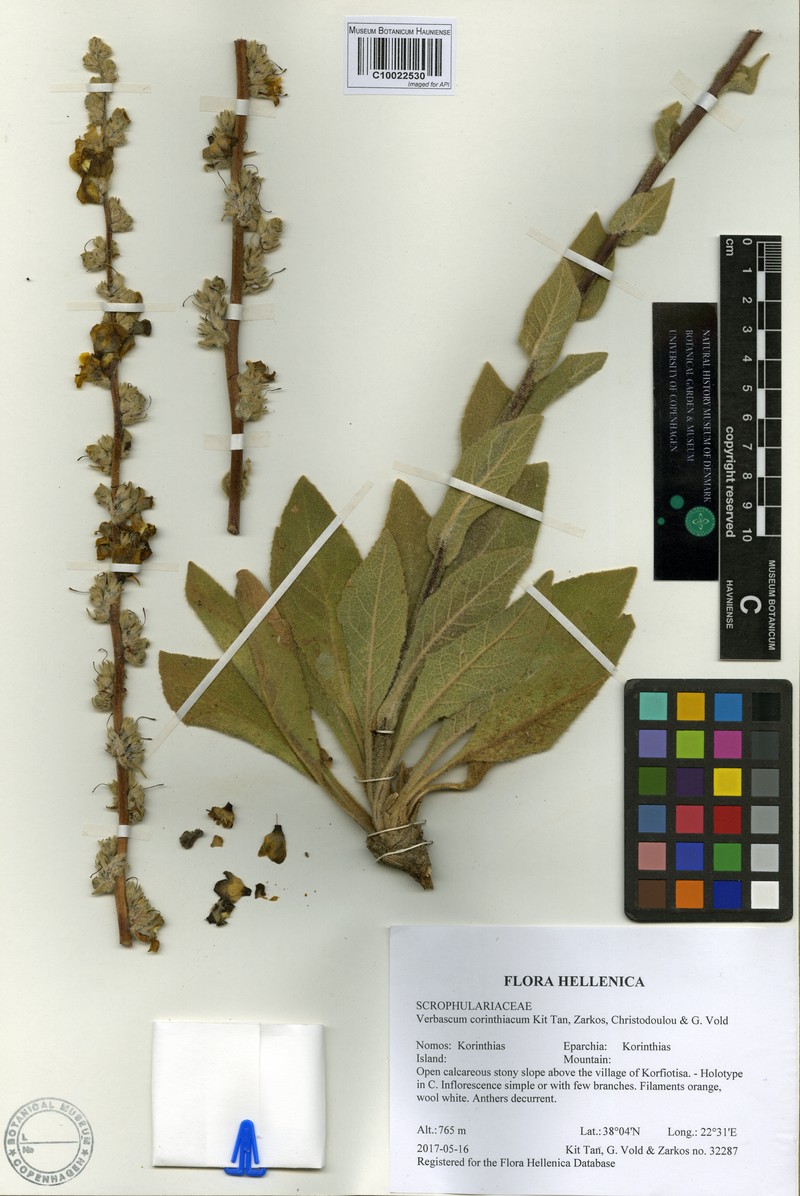 Verbascum corinthiacum