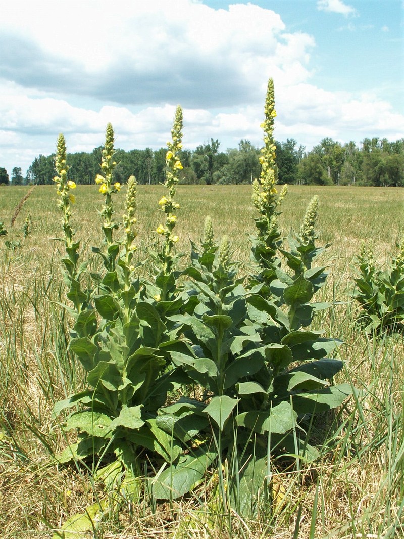 Denseflower Mullein photo 5