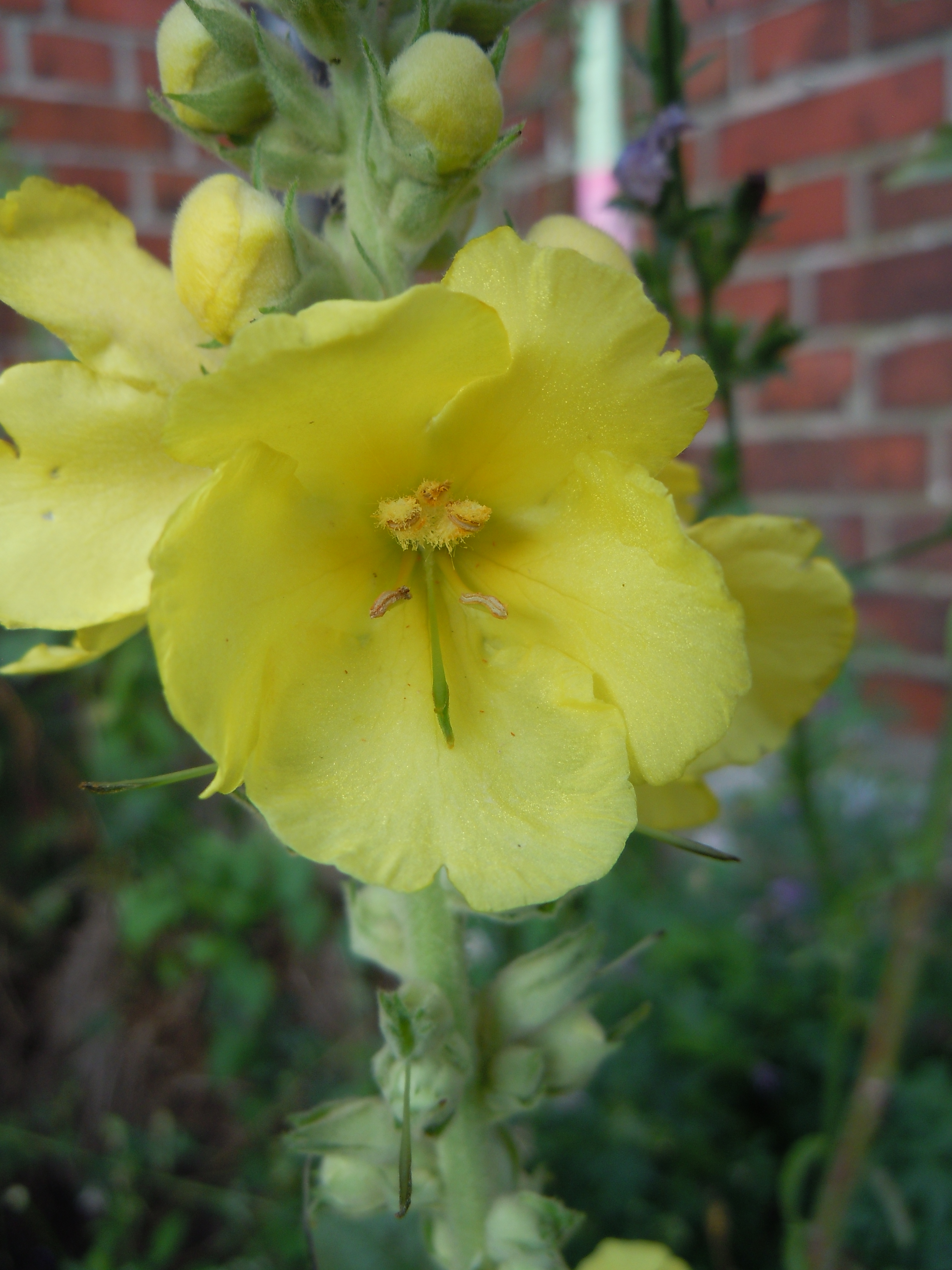 Denseflower Mullein photo 6