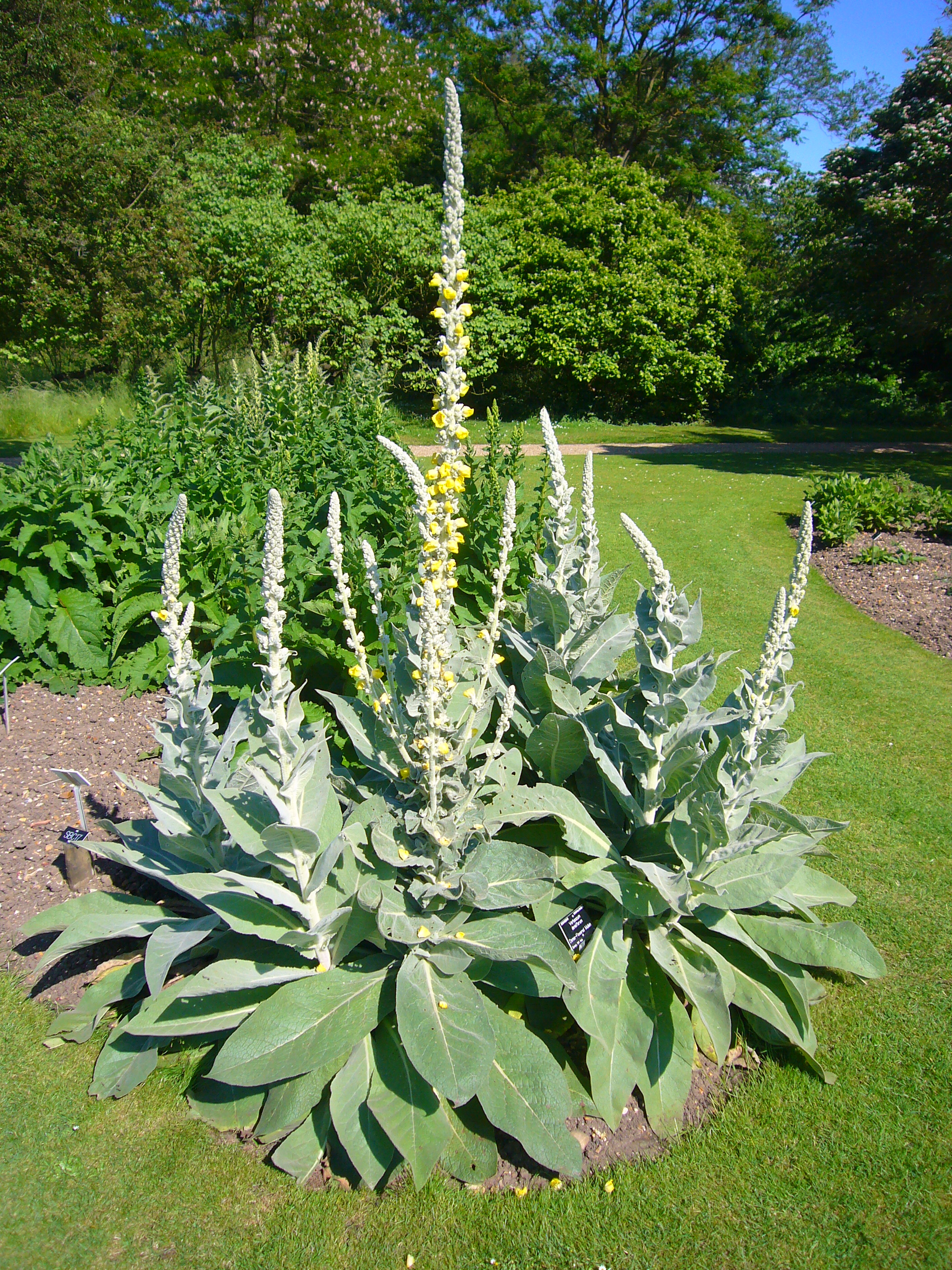 Denseflower Mullein