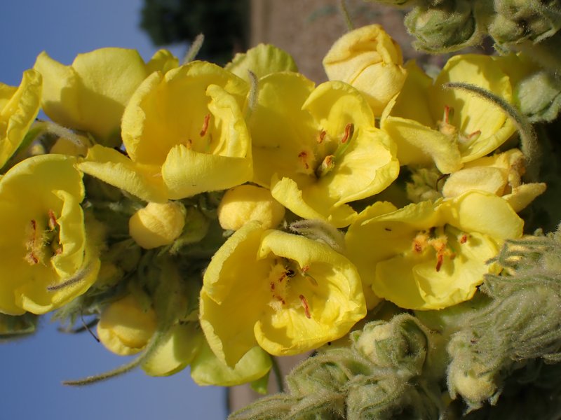 Denseflower Mullein photo 7