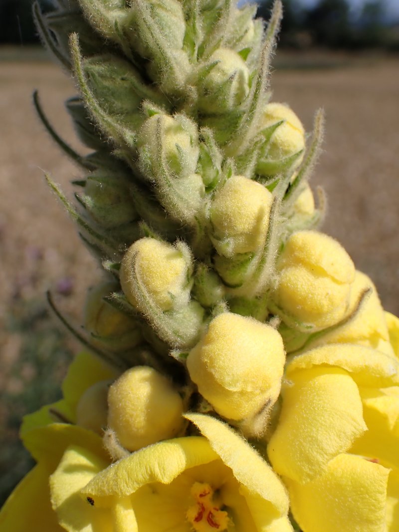 Denseflower Mullein photo 8